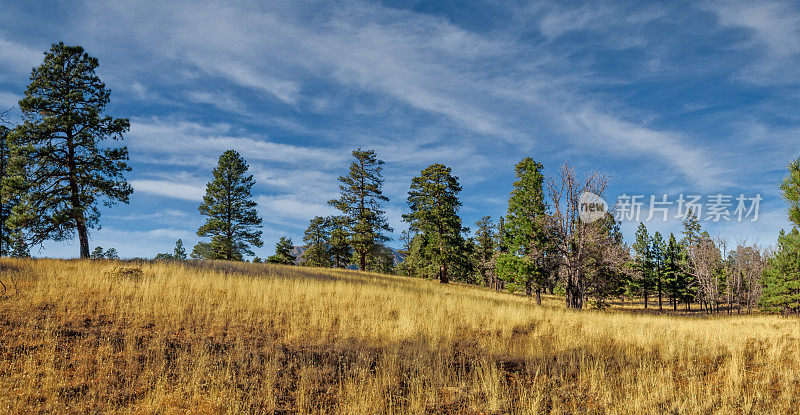 Campbell Mesa的Anasazi Meadow